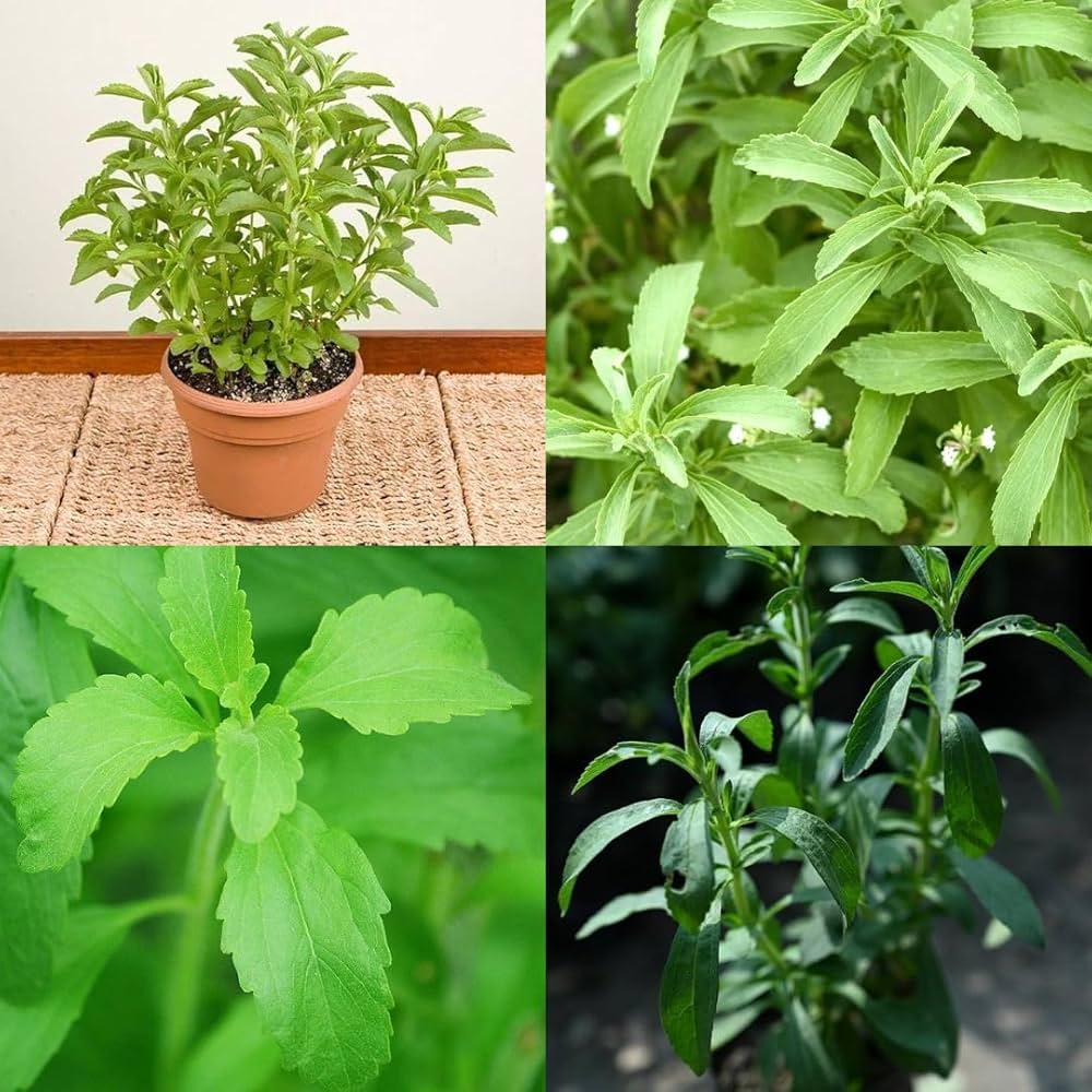 Starleaf Stevia Plant Seeds for Planting-Heirloom & Non-GMO Seeds for planting – Fresh Herb for Your Garden