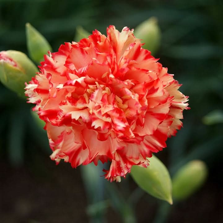 Orange Red Carnation Flower Seeds for Vibrant Garden Planting
