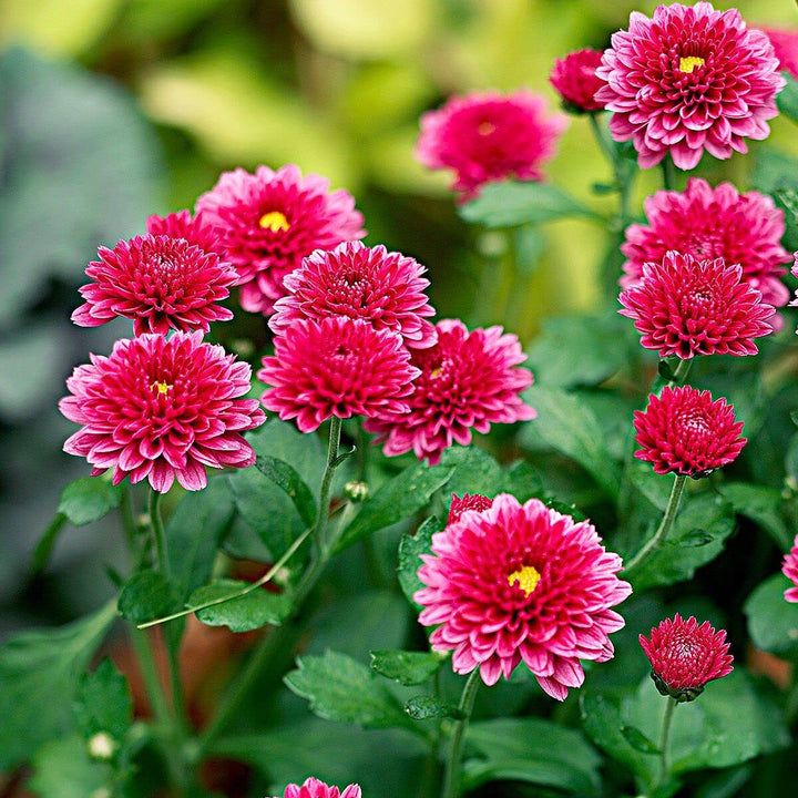 Chrysanthemum Flower Seeds Deep Red for Planting - NON GMO Seeds
