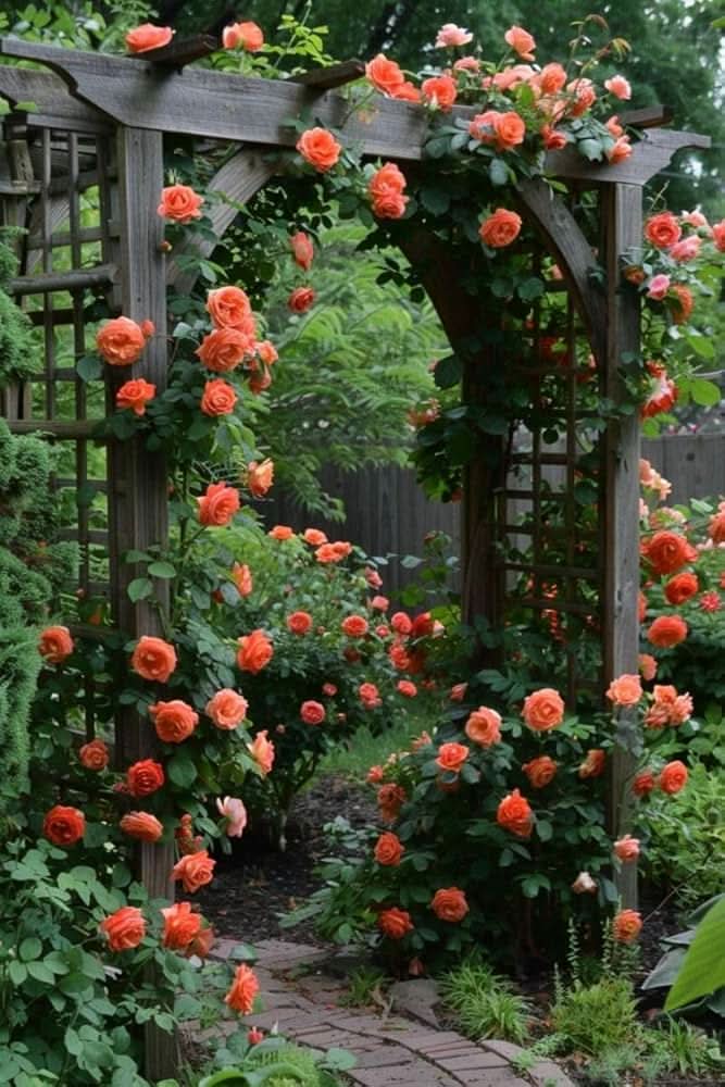 Dark Orange Climbing Rose Seeds for Planting – Heirloom, Non-GMO Garden Flower Seeds
