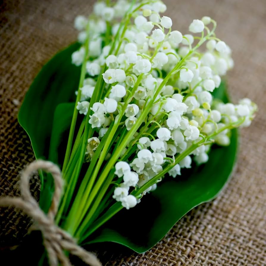 White Lily of the Valley (Convallaria majalis) seeds for bonsai plants