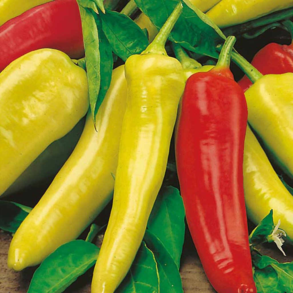 Hungarian Wax Pepper Capsicum annuum hot vegetable seeds for planting in kitchen garden containers
