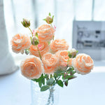 Cabbage Rose Rosa for planting in flower bed