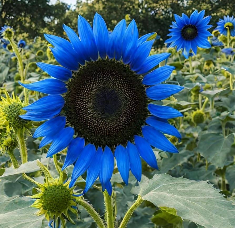 Sunflower Seeds ( , Easy to Grow, Bright Garden Flowers)
