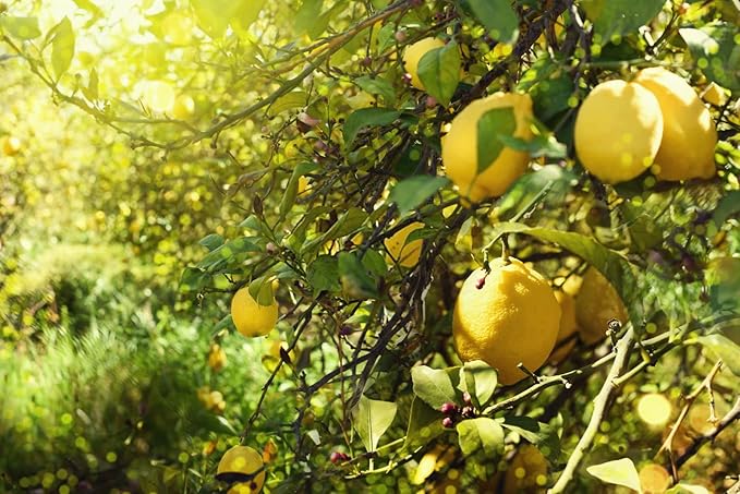 Lemon Tree Citrus limon fruit seeds for planting in home garden or indoor pots