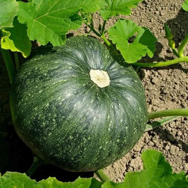 Green pumpkin Cucurbita pepo seeds for planting in vegetable garden