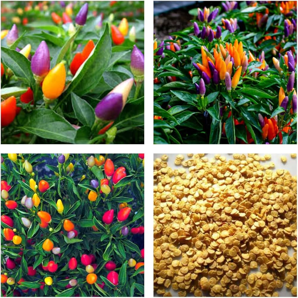 Chili Seeds for Planting, Multi-Colored