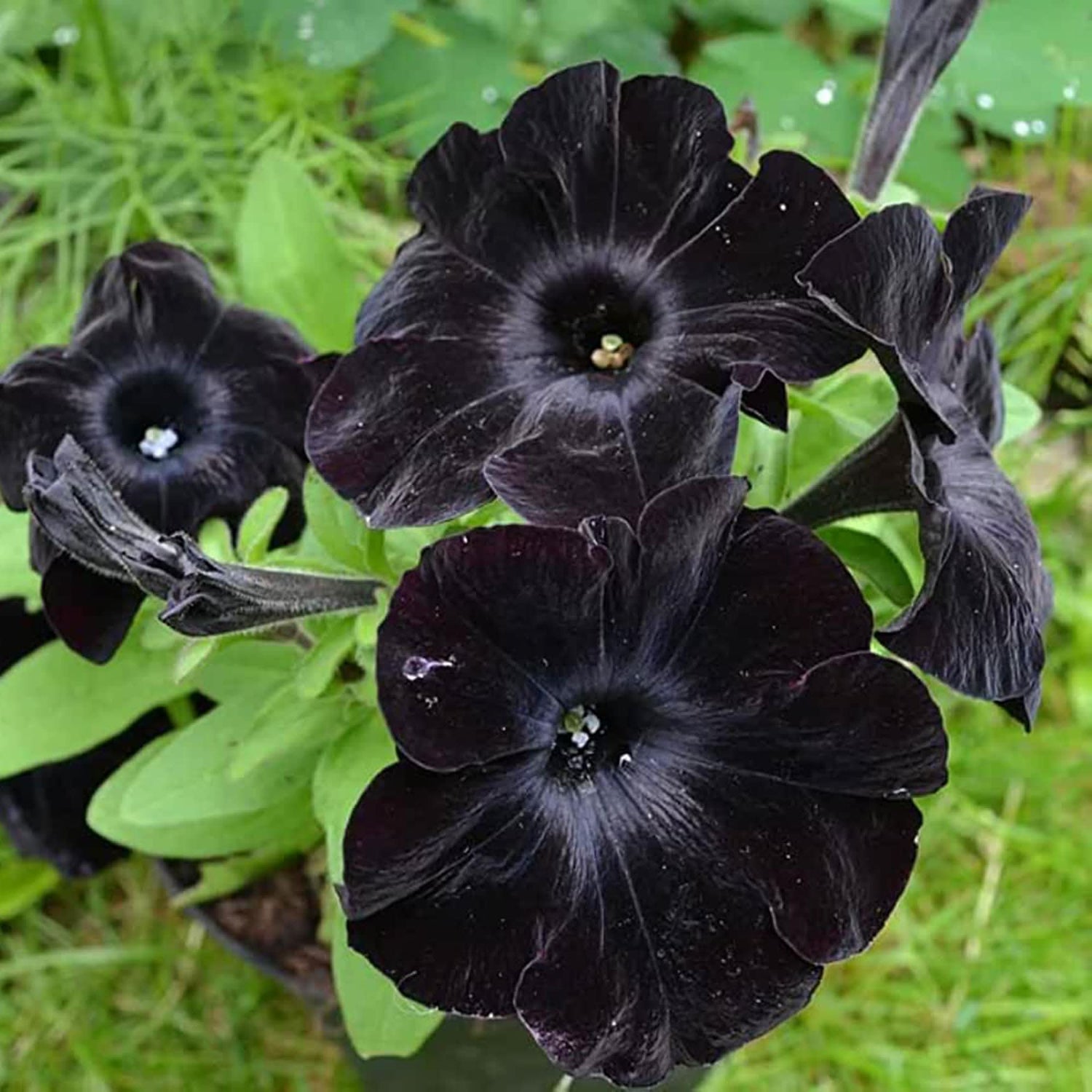 Black Velvet Petunia Multicolored Rare Flowering Seeds For Planting