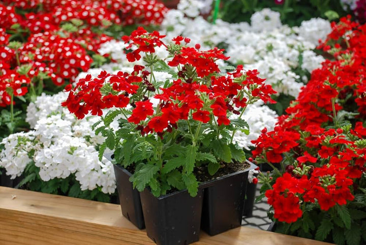 Burgundy Verbena Flower Seeds for Planting - 100