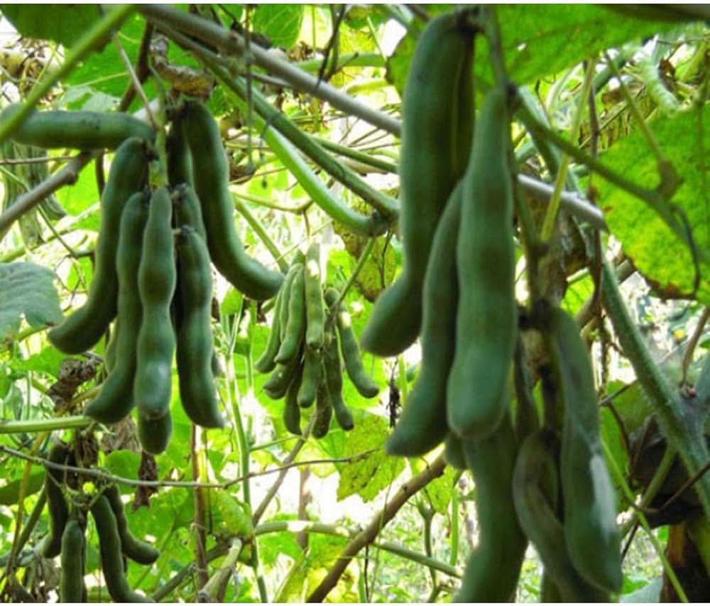 Kaunch Mucuna pruriens for planting in vegetable patch