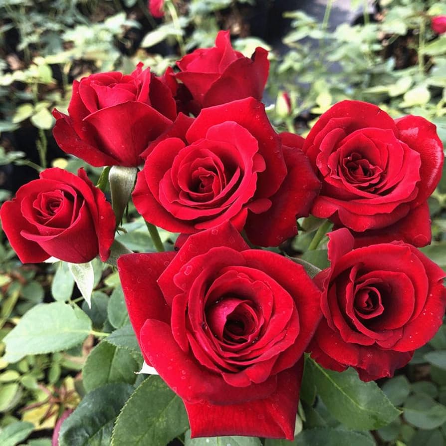 Colorful Rose Tree Seeds for Planting Rosa for Garden and Balcony Plants