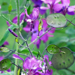 Heirloom Non-GMO Lunaria Money Plant Seeds for Planting – Violet Blooms with Decorative Seed Pods for Gardens for planting in your garden.