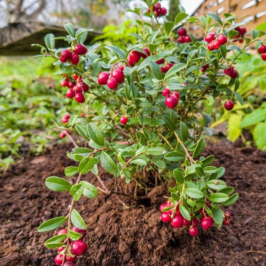 Bonsai Vaccinium Macrocarpon Seeds or Cranberry Seeds for Planting - A Compact Berry Plant for Indoor Spaces