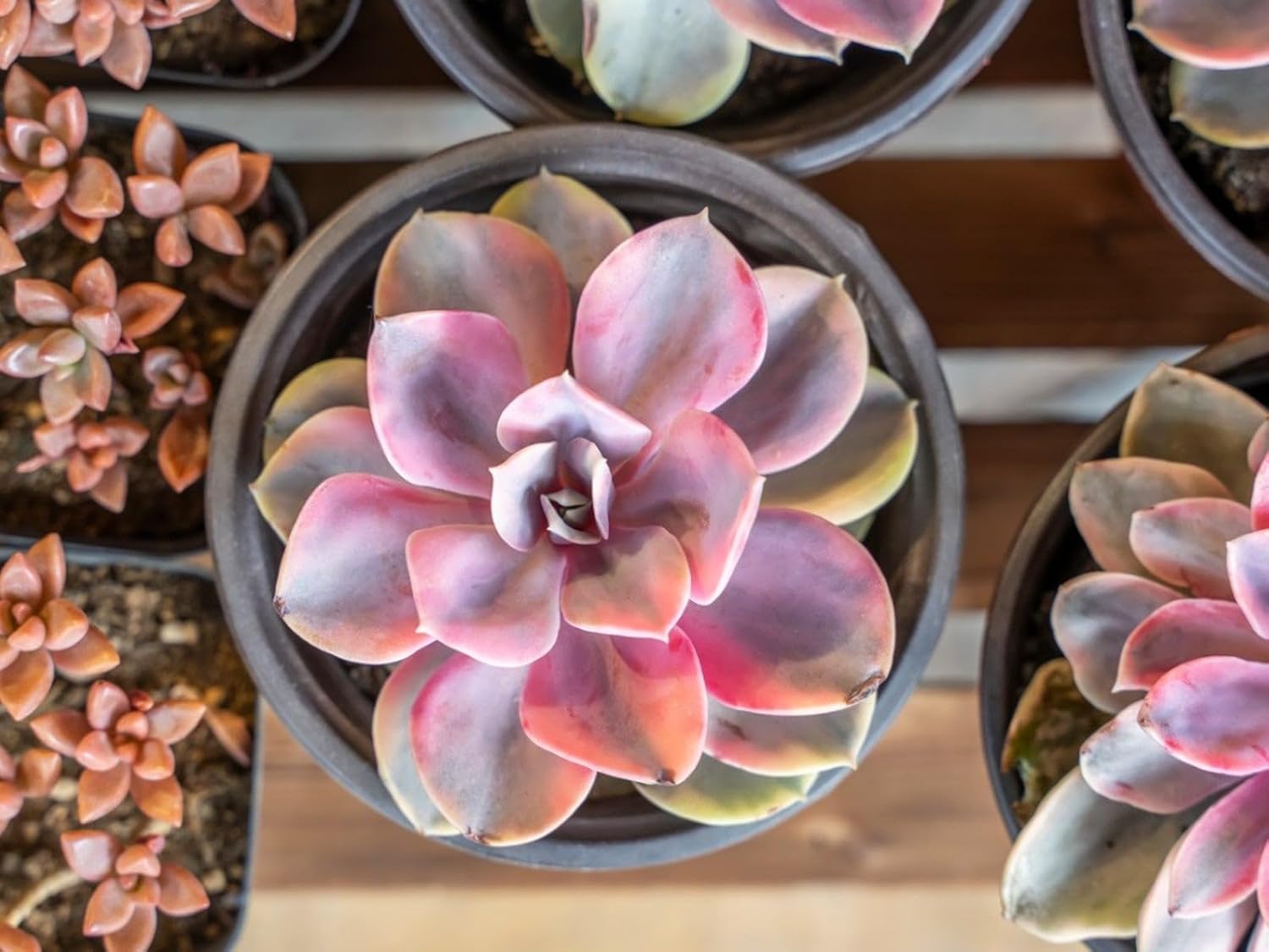 Succulent Pink - Heirloom, Non - Gmo Seeds
