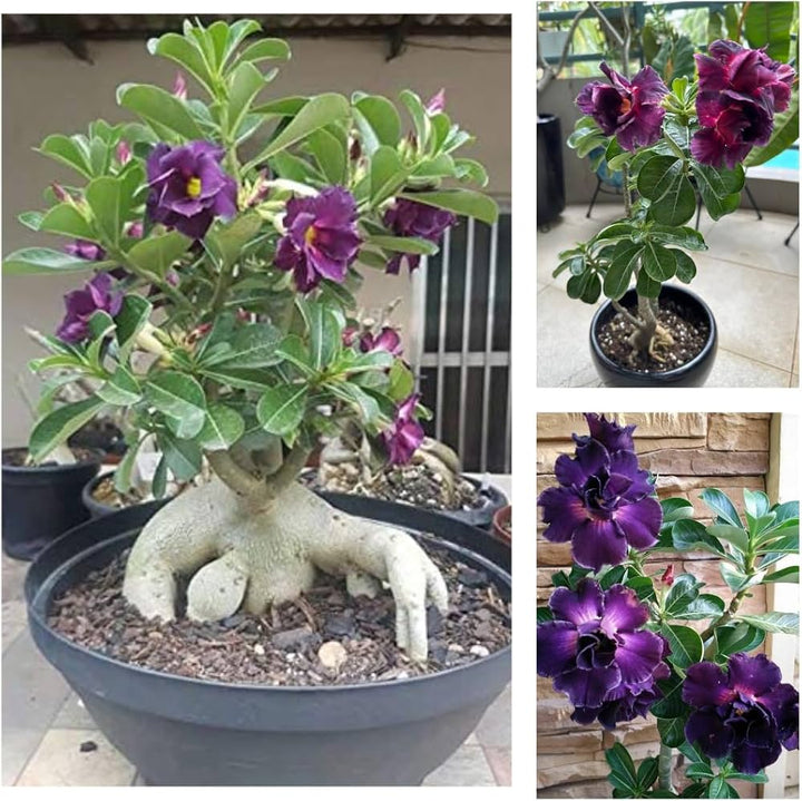 Purple Adenium Obesum Flower Seeds for Planting - NON GMO Seeds