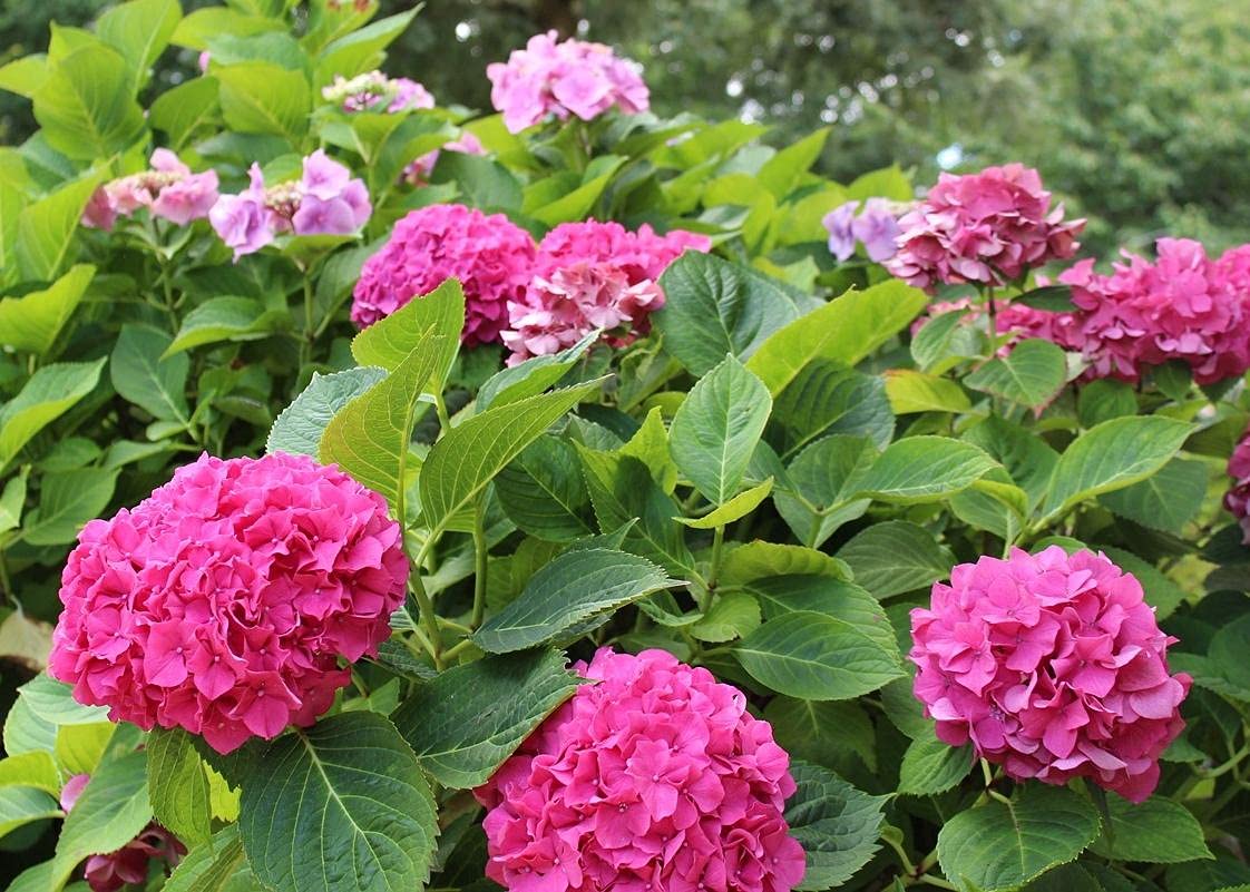 Red Rose Hydrangea Bonsai Flower Seeds Hydrangea macrophylla for Compact Garden Display
