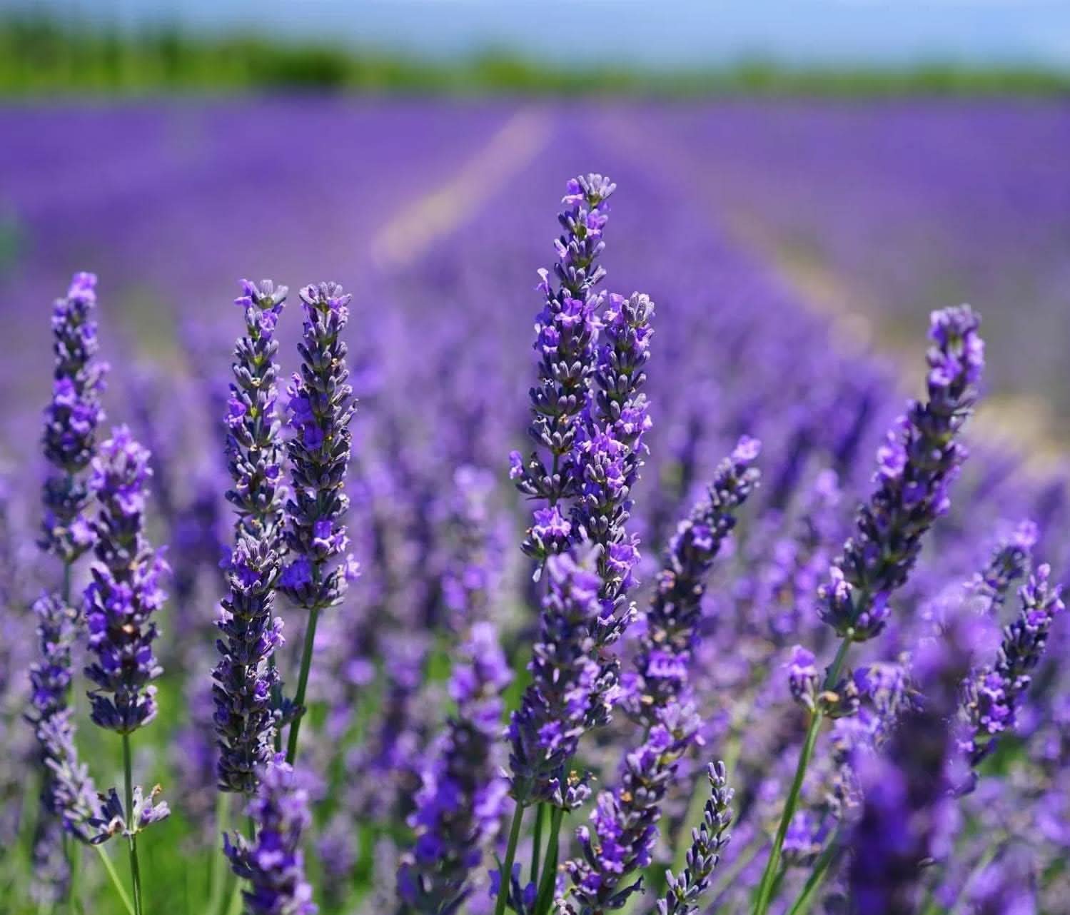 Lavender Seeds Multicolor Variety For Home Garden Dharaseeds lavender-seeds-multicolor-variety-for-home-garden-dharaseeds