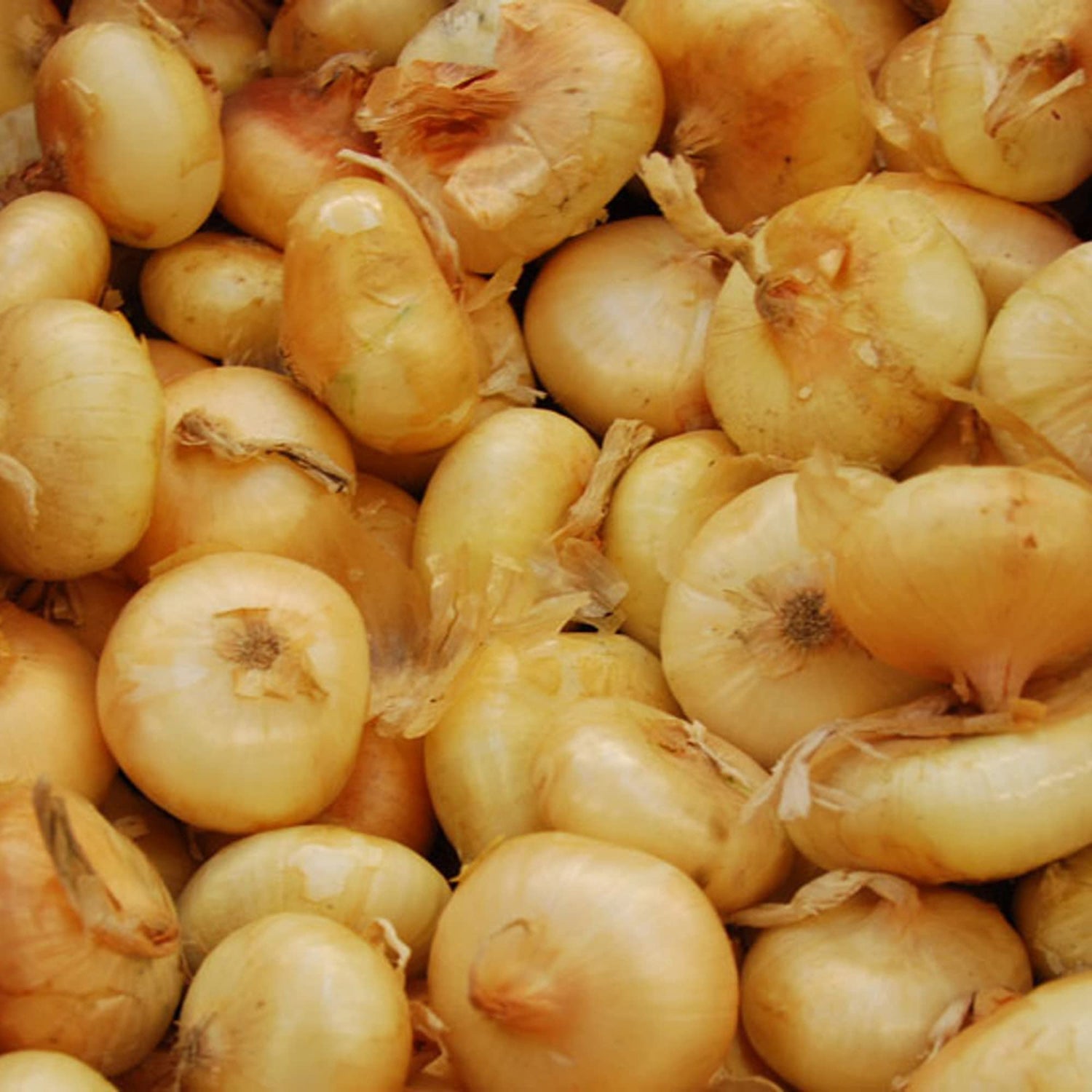 Cipollini Mini Onion Seeds Allium cepa 'Gold Coin' for Sweet Heirloom Harvests