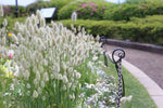 Bunny Tail Grass Lagurus ovatus for planting in ornamental garden