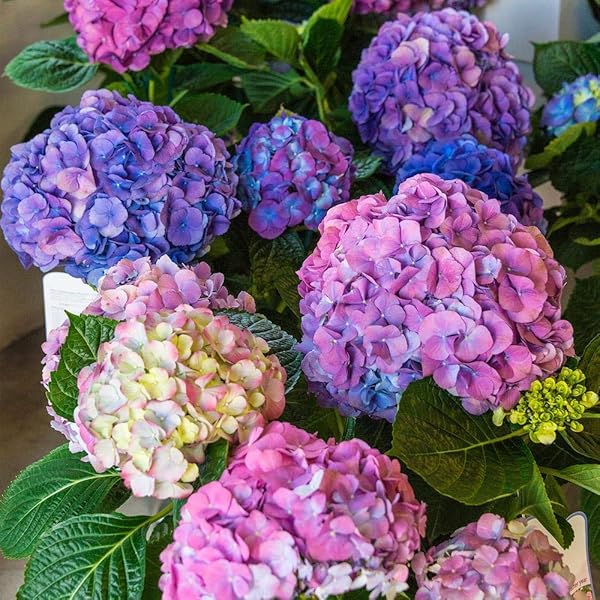 Purple Vanilla Fraise Flower Seeds for Planting - 100 pcs