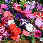 Rare Color Petunia Flower Seeds for vibrant garden displays