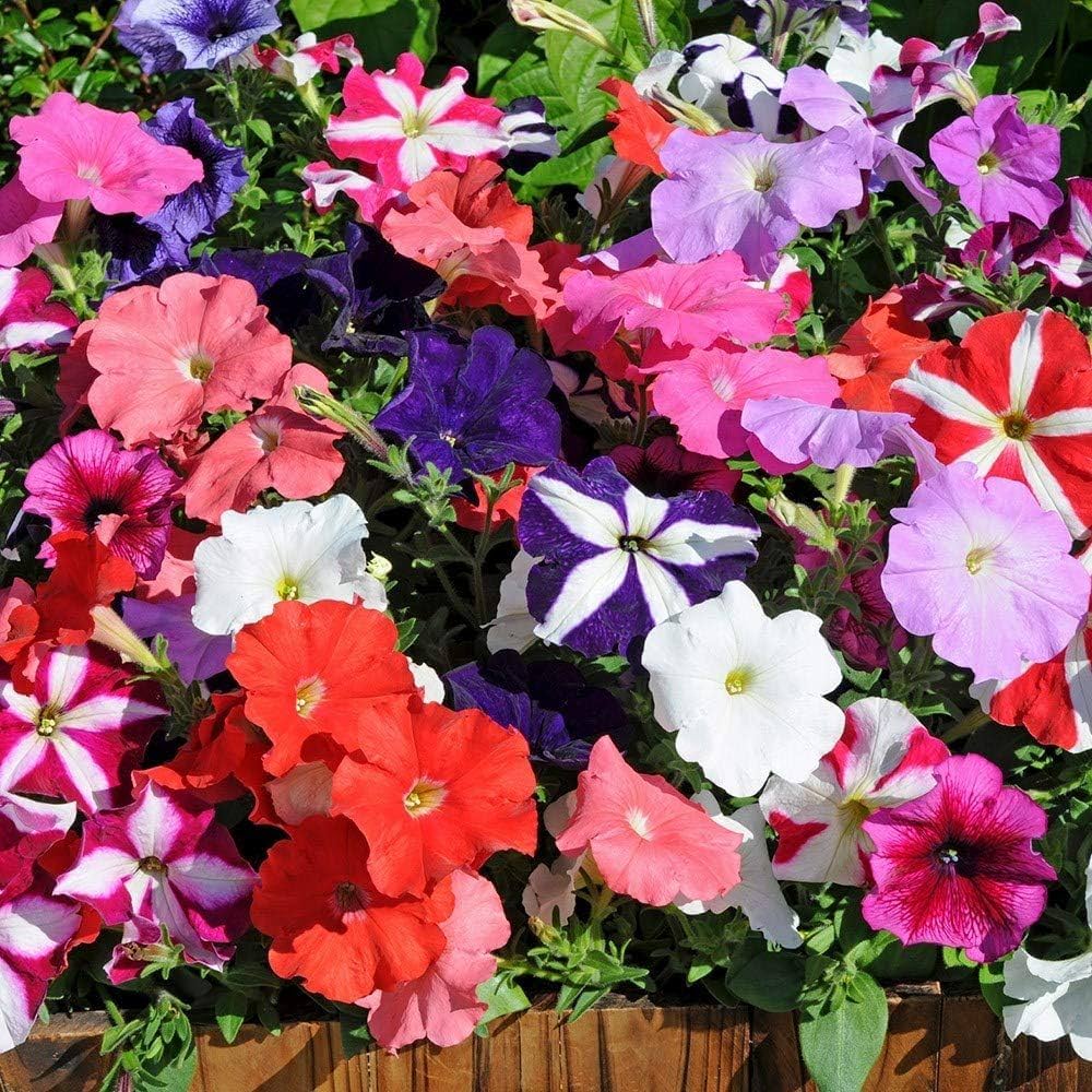 Rare Color Petunia Flower Seeds for vibrant garden displays