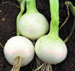 Southport White Globe Onion Allium cepa for planting in kitchen garden