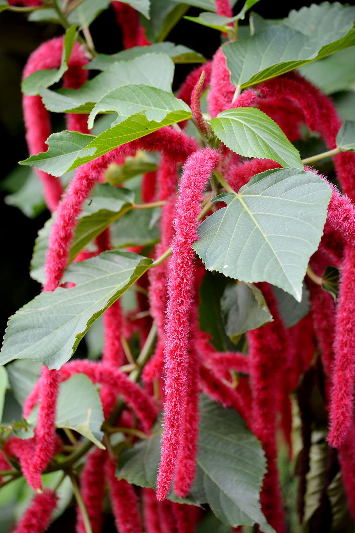 Chenille Kitten Tail Acalypha hispida Seeds for Planting for Flower Bed