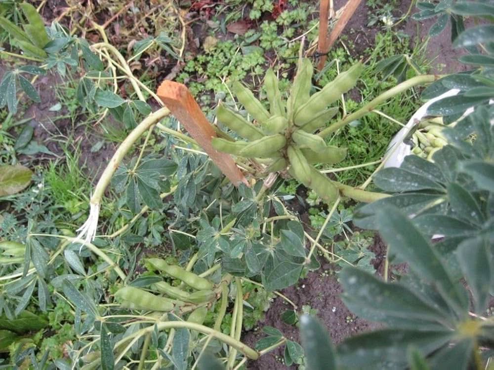 Sweet Lupini Bean Seeds (Lupinus albus)