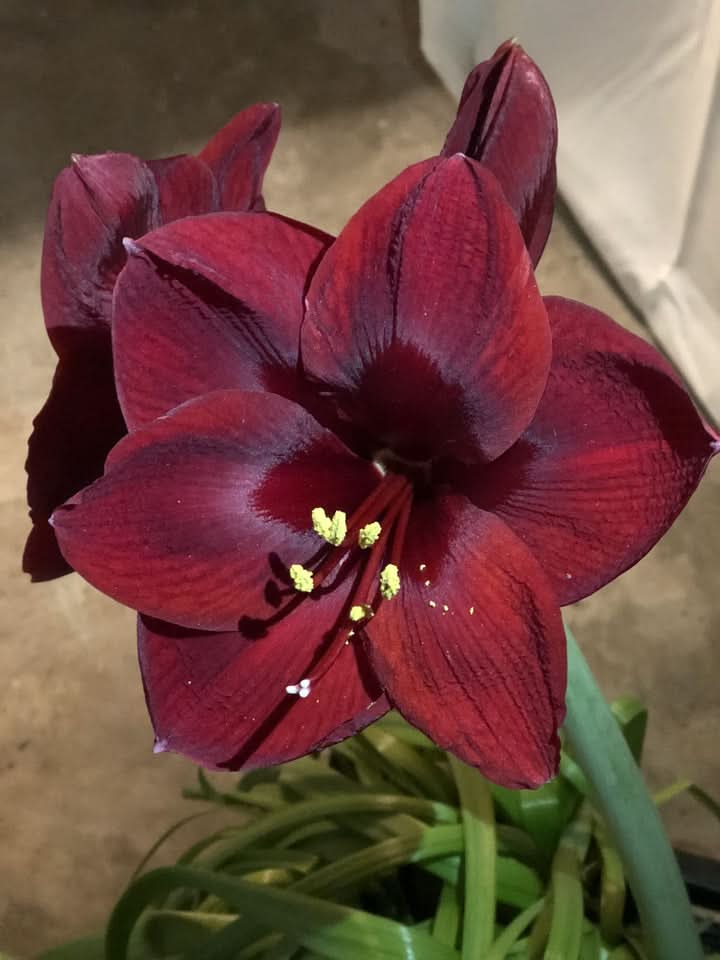 Heirloom Non-GMO Maroon Amaryllis Flower Seeds for Planting – Bold Blooming Flower Seeds