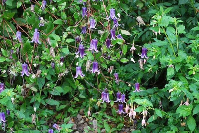 Clematis 'Rooguchi' Clematis spp Flower Seeds for Planting in Garden