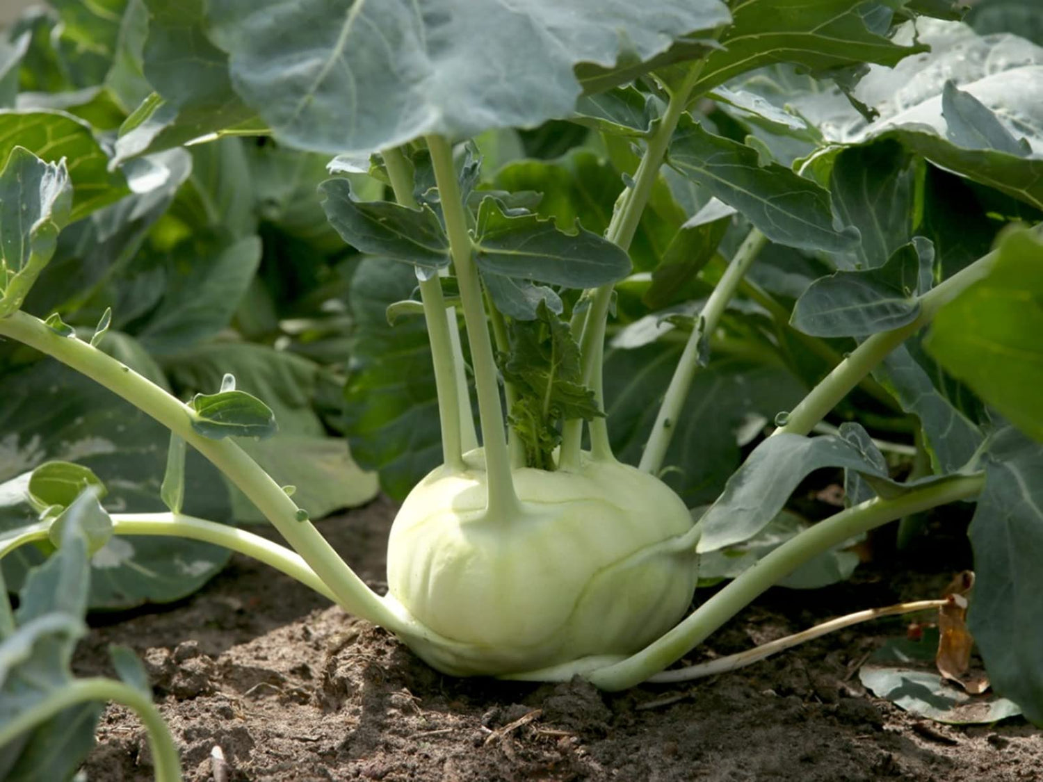 Express Forcer Kohlrabi Seeds Heirloom Non-GMO High Germination Organic Garden Seeds
