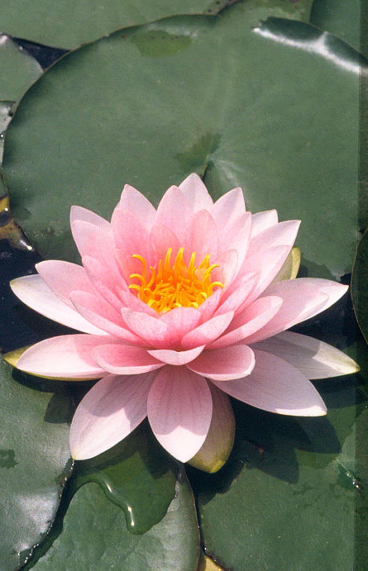 Water Lily (Any Color) - Plant Seeds