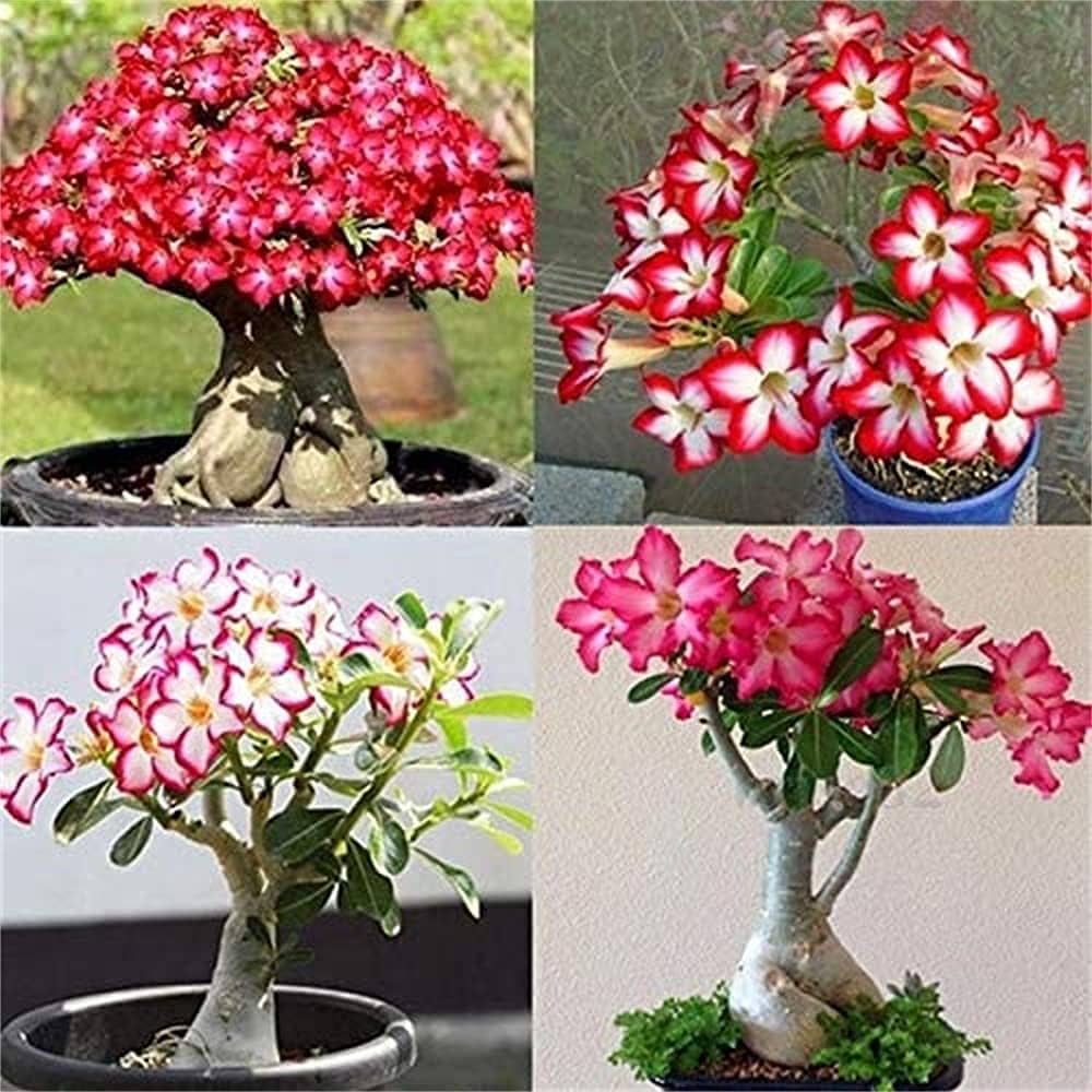 Adenium Desert Rose Adenium obesum Seeds for Planting Bonsai Indoor Garden