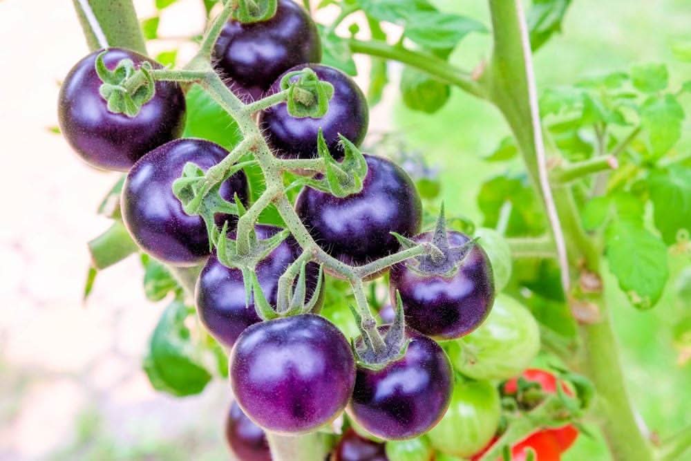 Tomato Solanum lycopersicum Vegetable Seeds for Planting Indigo Blue Variety in Kitchen Garden