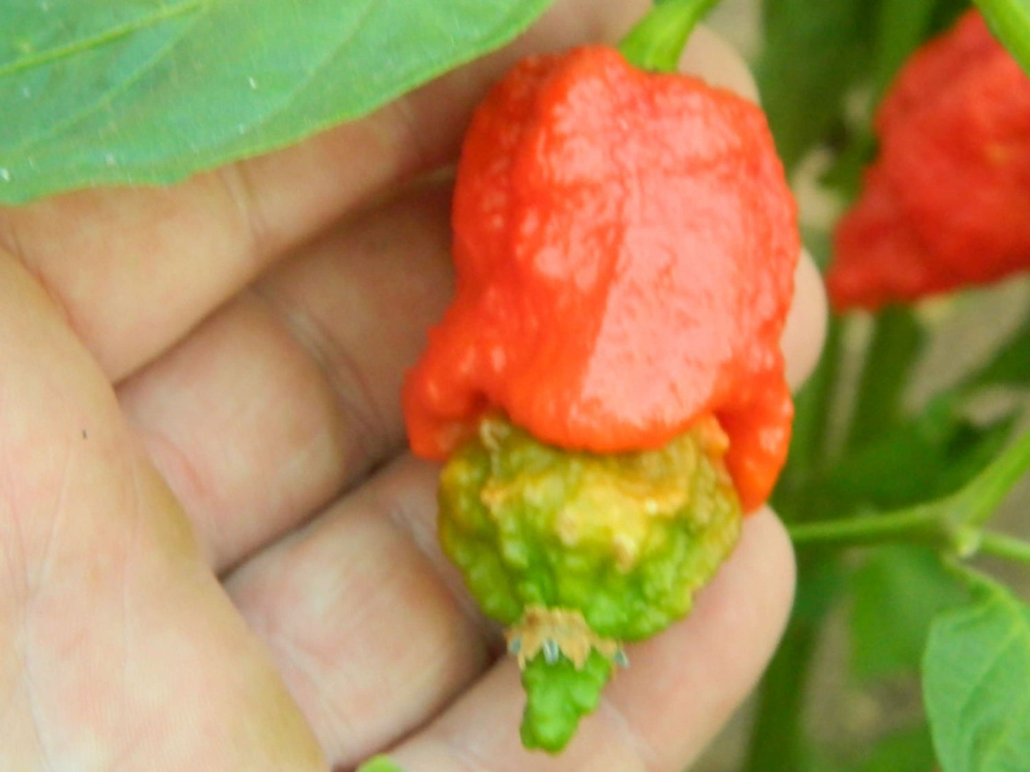 Apocalypse Pepper Capsicum Chinense Vegetable Seeds for Planting in Home Garden and Backyard Gardening