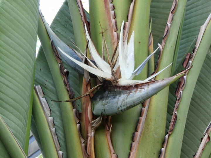 Heirloom Non-GMO White Strelitzia Reginae Houseplant Seeds for Planting – Exotic Bird of Paradise Seeds