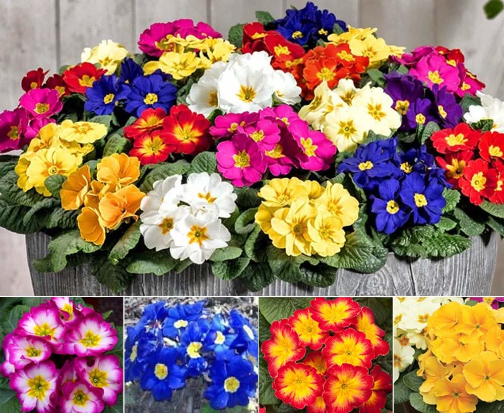 Primula Acaulis Mixed Colors Perennial Flowering Seeds For Planting