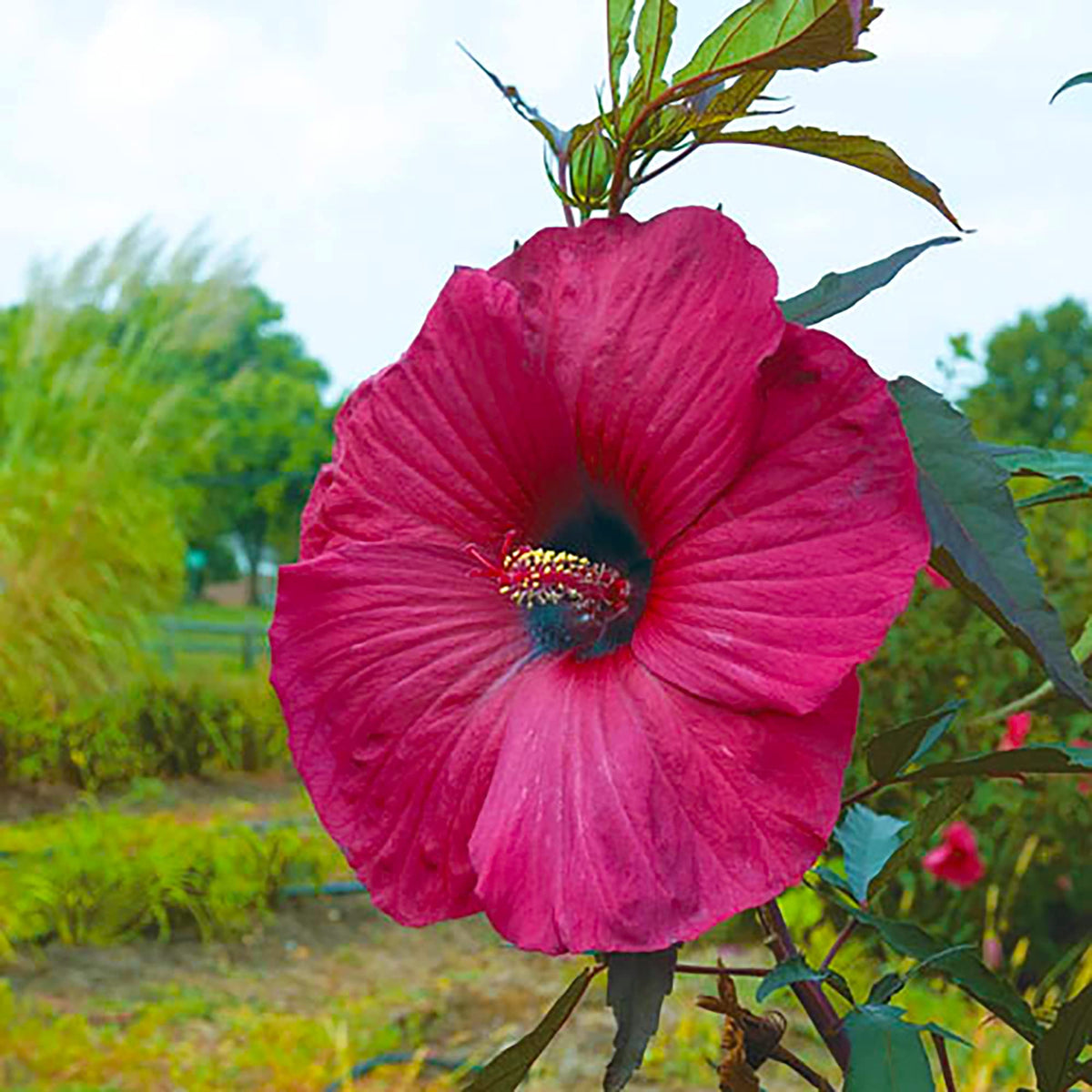 Dinnerplate Hibiscus moscheutos Flowering Seeds For Planting backyard