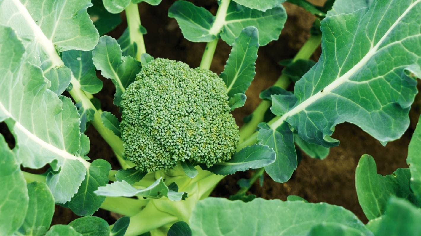 Broccoli Brassica Oleracea Green Magic Seeds for Planting vegetable patch kitchen garden