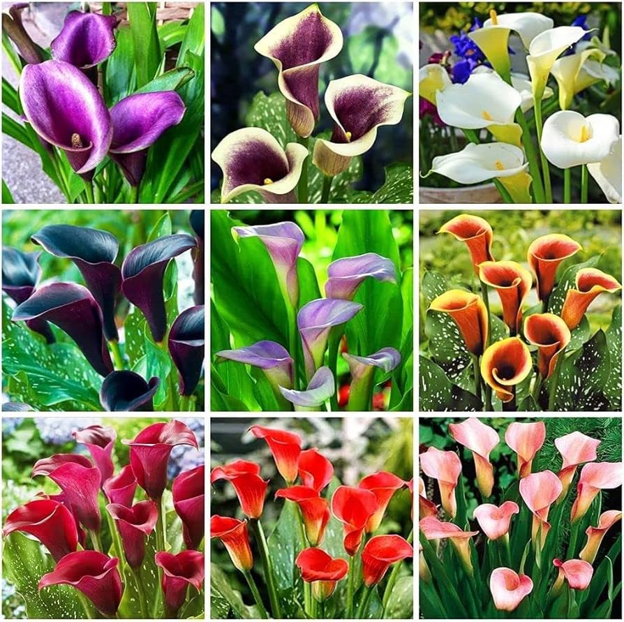 Calla Lily Bonsai Seeds for Planting Multicolored DIY Flower Garden ( pcs)