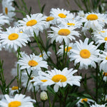 Chrysanthemum pink marigold daisy flower mix seeds for garden planting