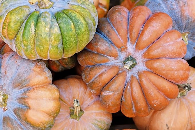 Pumpkin Cucurbita pepo Jack Be Little vegetable seeds for planting in kitchen garden or small containers