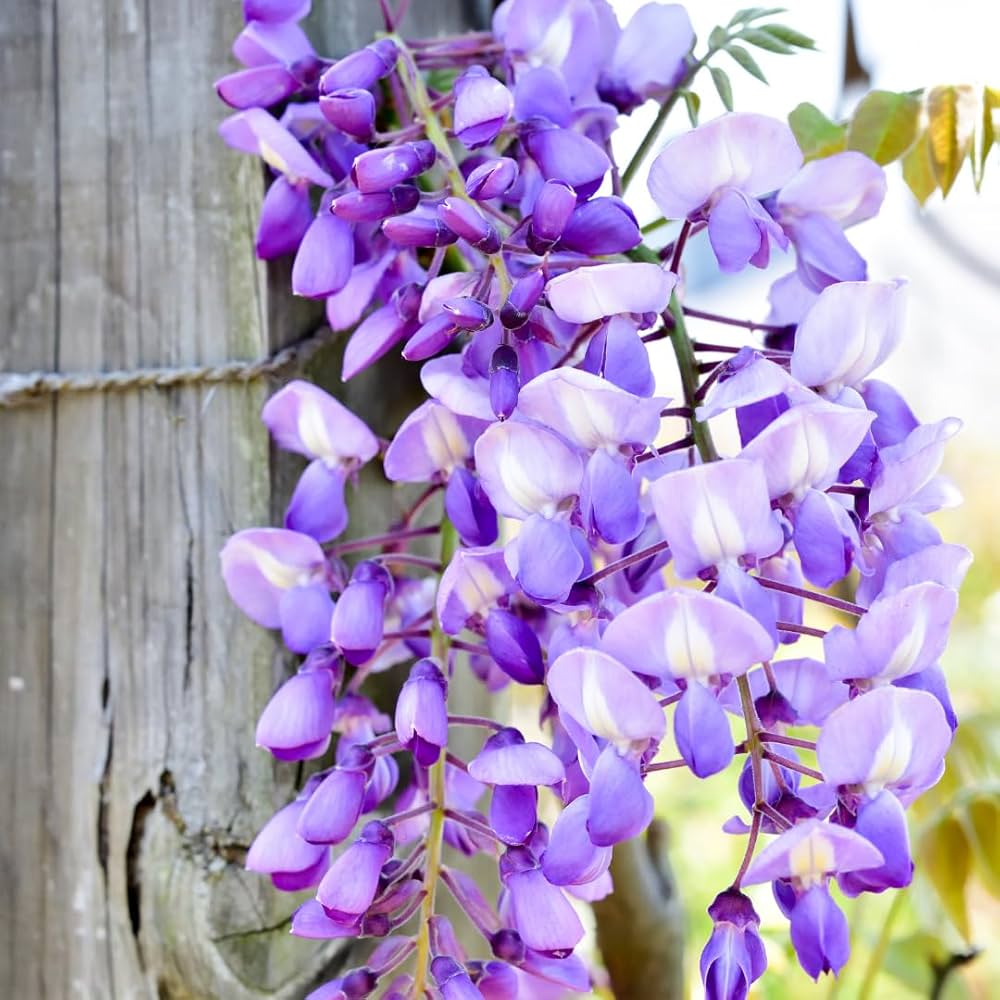 Wisteria sinensis – climbing flower seed for outdoor trellis or pergola