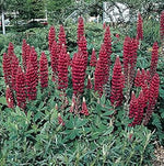 Maroon Lupine Flower Seeds for Planting NON GMO Seeds seeds for planting in home garden