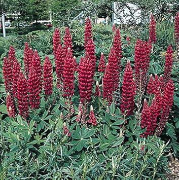 Maroon Lupine Flower Seeds for Planting NON GMO Seeds seeds for planting in home garden