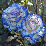 Rose Tree Rosa spp. Seeds for planting in flower bed