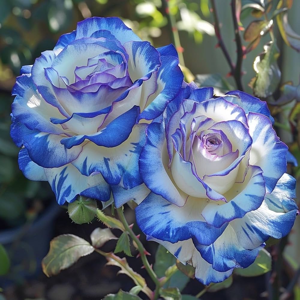 Rose Tree Rosa spp. Seeds for planting in flower bed