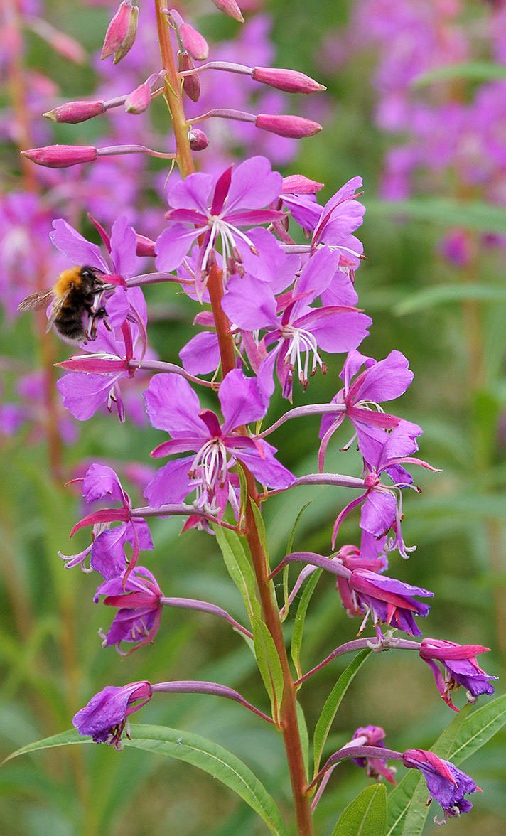 Rosebay Willowherb Epilobium angustifolium Plant Seeds