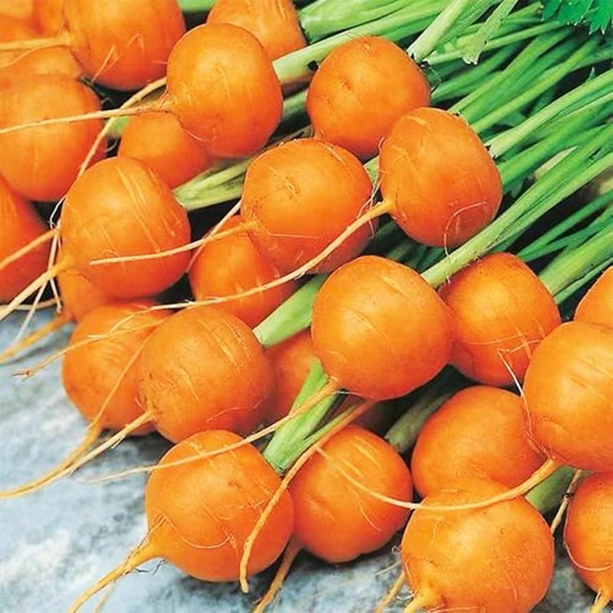 Carrot Daucus Carota Parisian Round Vegetable Seeds for Planting – Compact Heirloom Variety for Raised Beds and Containers